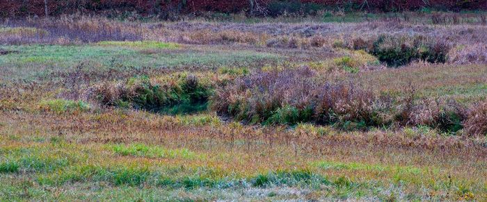 Plants growing on field