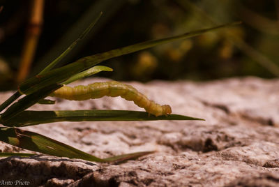 Close-up of plant growing on land