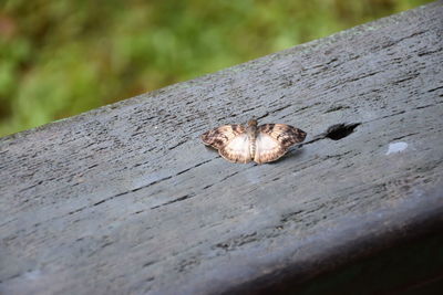 Close-up of wooden plank