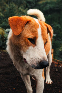 Cute dog i photographed in bali