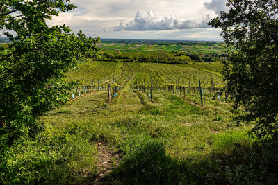 Scenic view of vineyard against sky