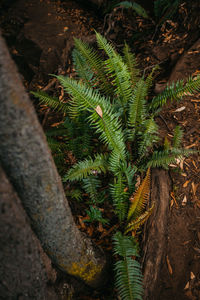 High angle view of fern amidst trees in forest