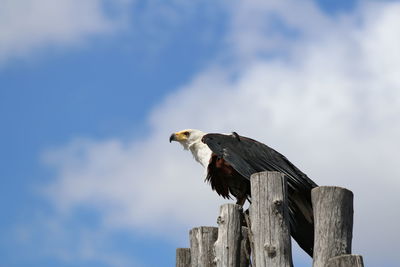 Low angle view of eagle perching on wooden post against sky