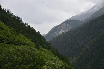 Scenic view of forest against sky