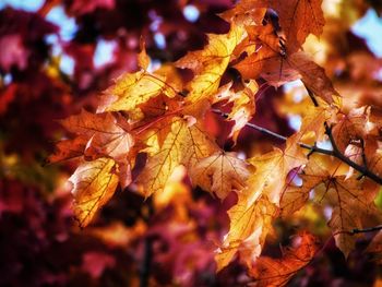 Close-up of dry leaves on tree during autumn