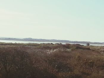 Scenic view of beach against clear sky