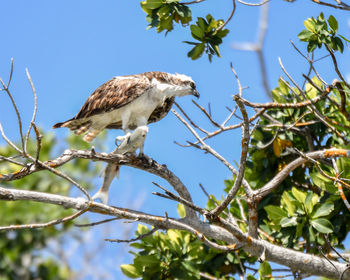 Low angle view of eagle perching on tree against sky