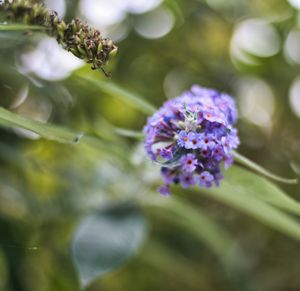 Close-up of purple flowering plant