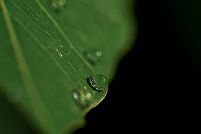 Close-up of raindrops on leaf