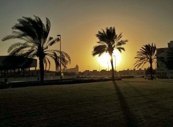 Palm trees at sunset