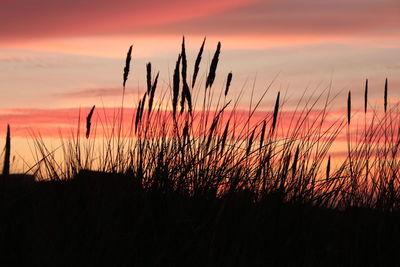 Close-up of silhouette plants on field against orange sky