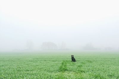 Scenic view of grassy field in foggy weather