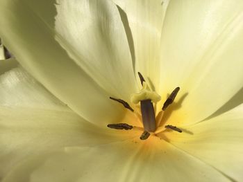 Macro shot of white flower petal