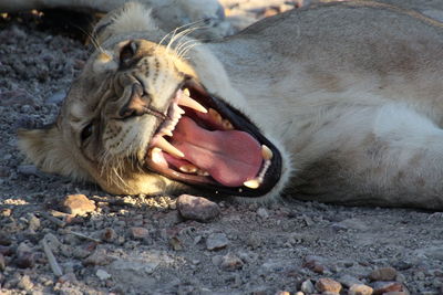 Close-up of cat yawning