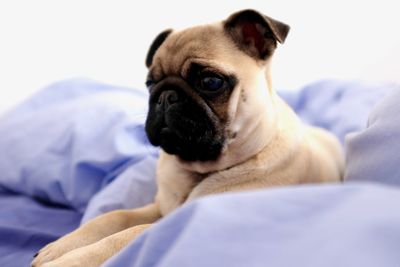 Dog lying on bed