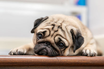 Close-up of a dog sleeping