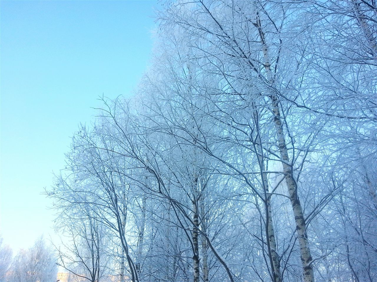 low angle view, cold temperature, bare tree, winter, snow, clear sky, branch, tree, season, nature, blue, tranquility, weather, frozen, day, covering, outdoors, beauty in nature, white color, sky