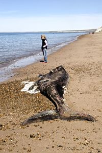 Woman standing on sand by dead whale at beach