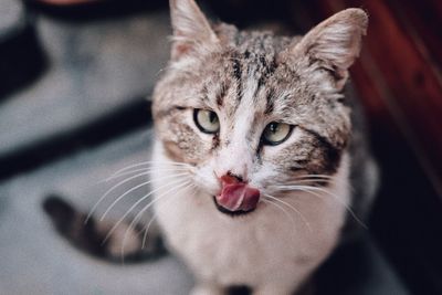 Close-up portrait of cat