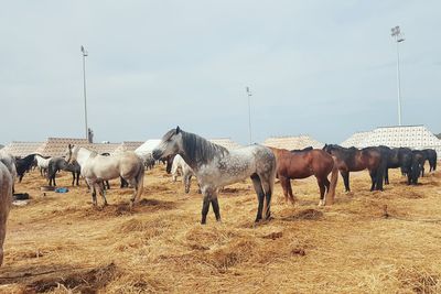 Horses on field at farm