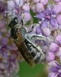 Close-up of insect on purple flowers