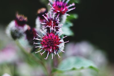 Close-up of pink flowering plant