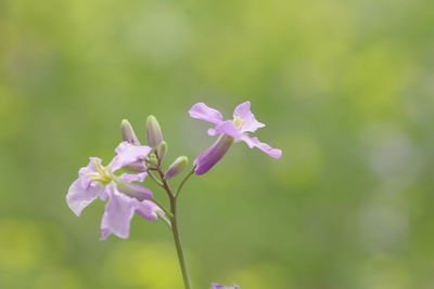 Close-up of pink flowering plant