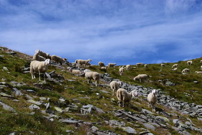 Panoramic view of sheep on field against sky