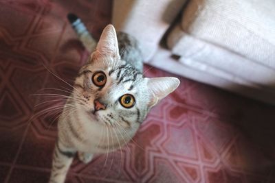 High angle portrait of cat on floor