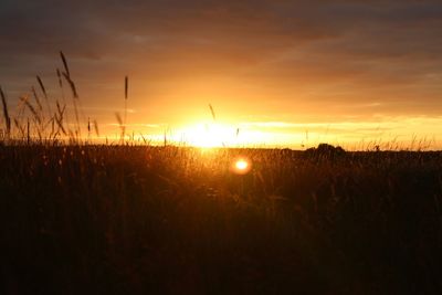 Silhouette plants on field against sky during sunset