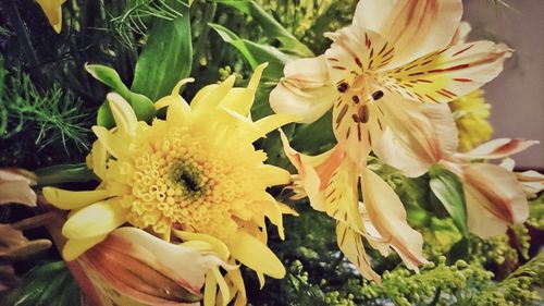 Close-up of fresh yellow flower blooming outdoors