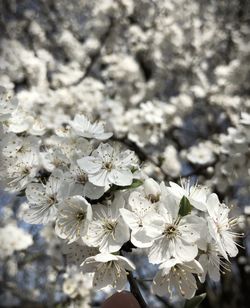 Close-up of white cherry blossoms in spring