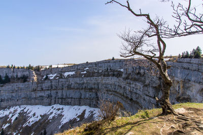 View of plants on snow covered landscape