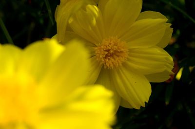 Close-up of yellow flower blooming outdoors