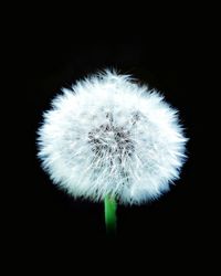 Close-up of dandelion against black background