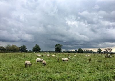 Cows grazing on field against sky