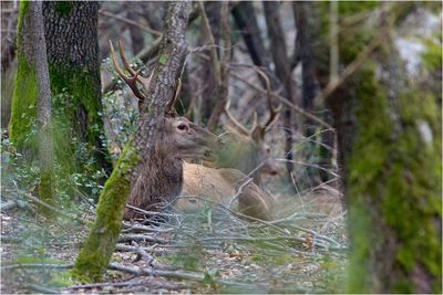 Deer in a forest