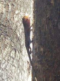 Close-up of lizard on tree trunk