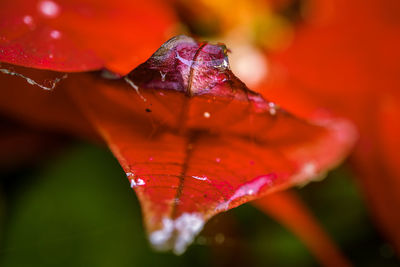 Close-up of wet maple leaf during autumn