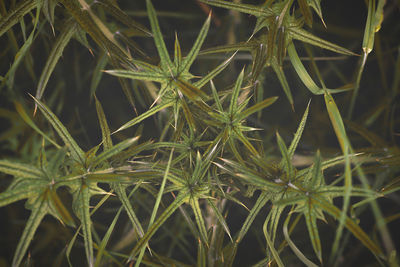 Close-up of wet plant