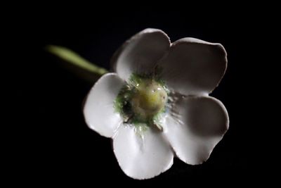 Close-up of flower against black background