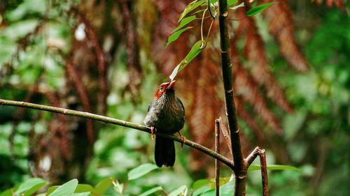 Bird perching on plant in forest