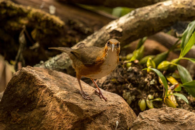 Close-up of bird perching on rock