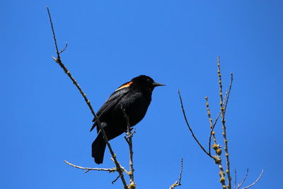 Low angle view of bird perching on branch against blue sky