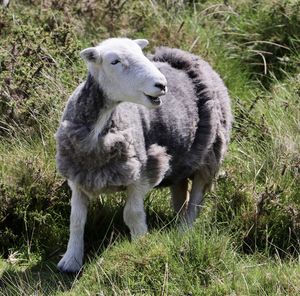 View of sheep on field