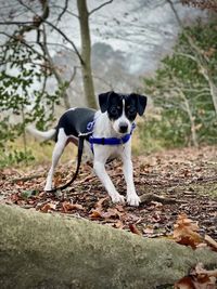 Portrait of dog standing on land