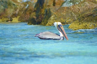 Bird floating on water