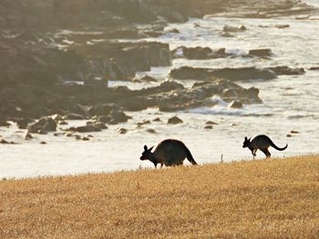 Two kangaroos on kangaroo island