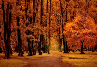 Trees in forest during autumn