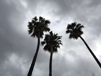 Low angle view of silhouette palm trees against sky